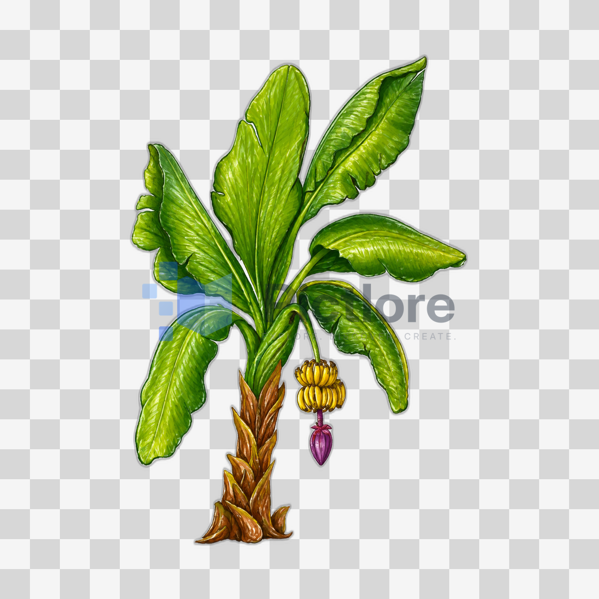 Tropical banana tree with broad green leaves, ripe yellow bananas and a purple blossom.