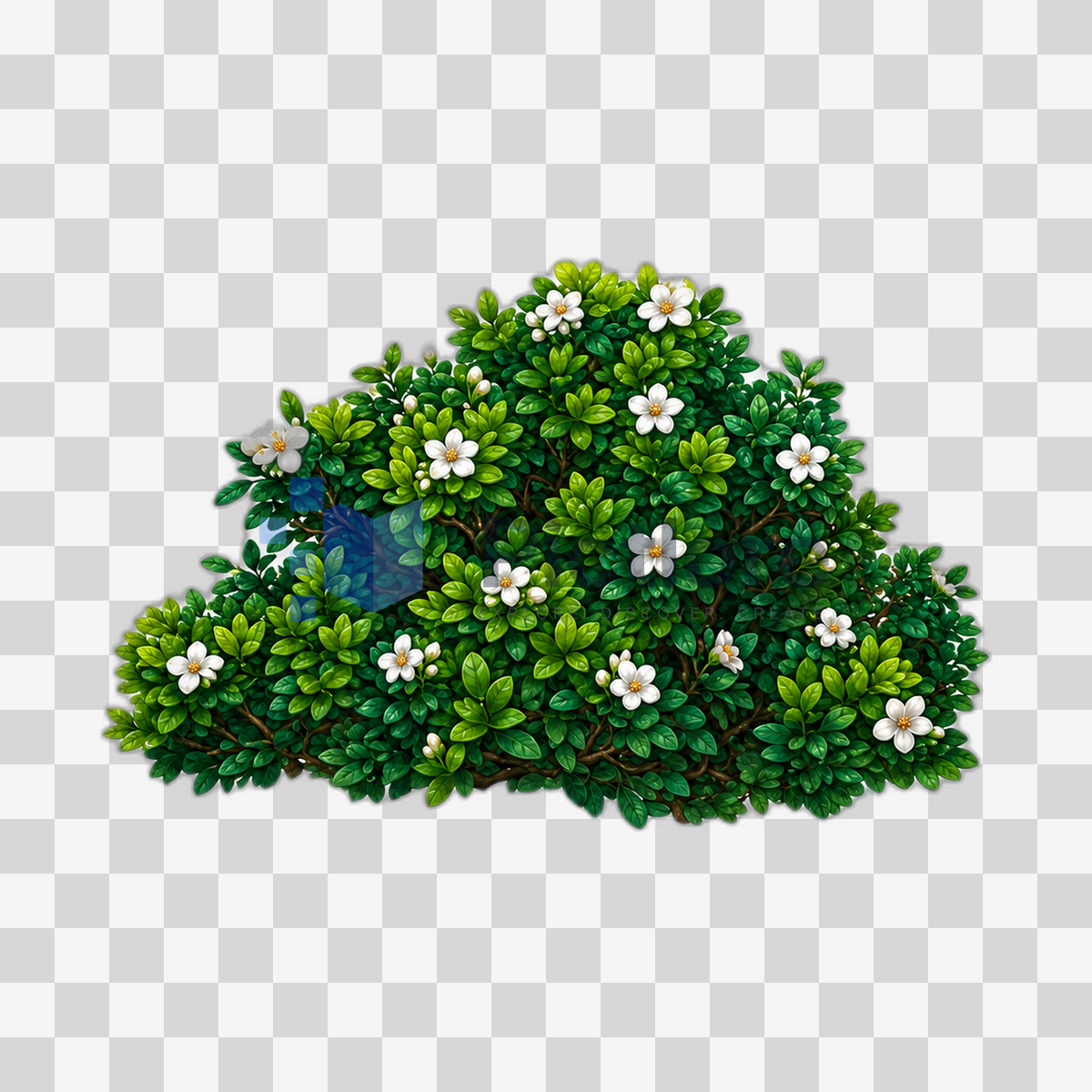 Wide green shrub with dense layered leaves and scattered small white flowers.